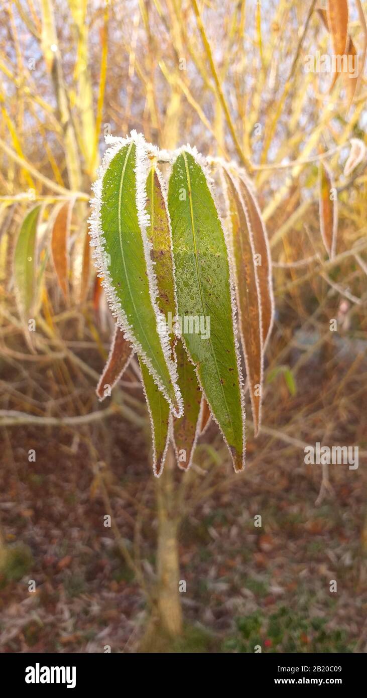 Frozen Winter leaf Stock Photo