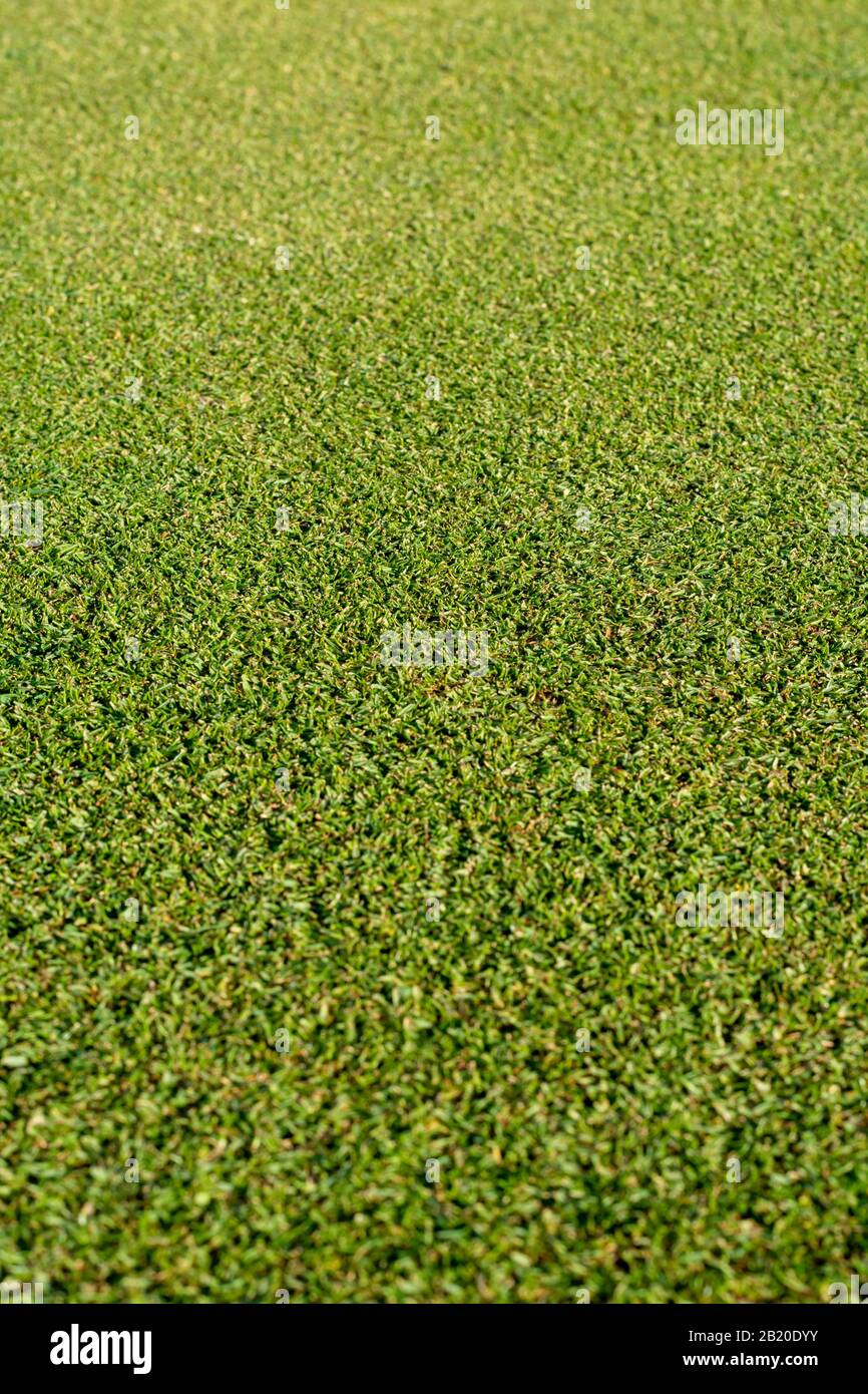 Background with wellkept green grass lawn on large golf course, green