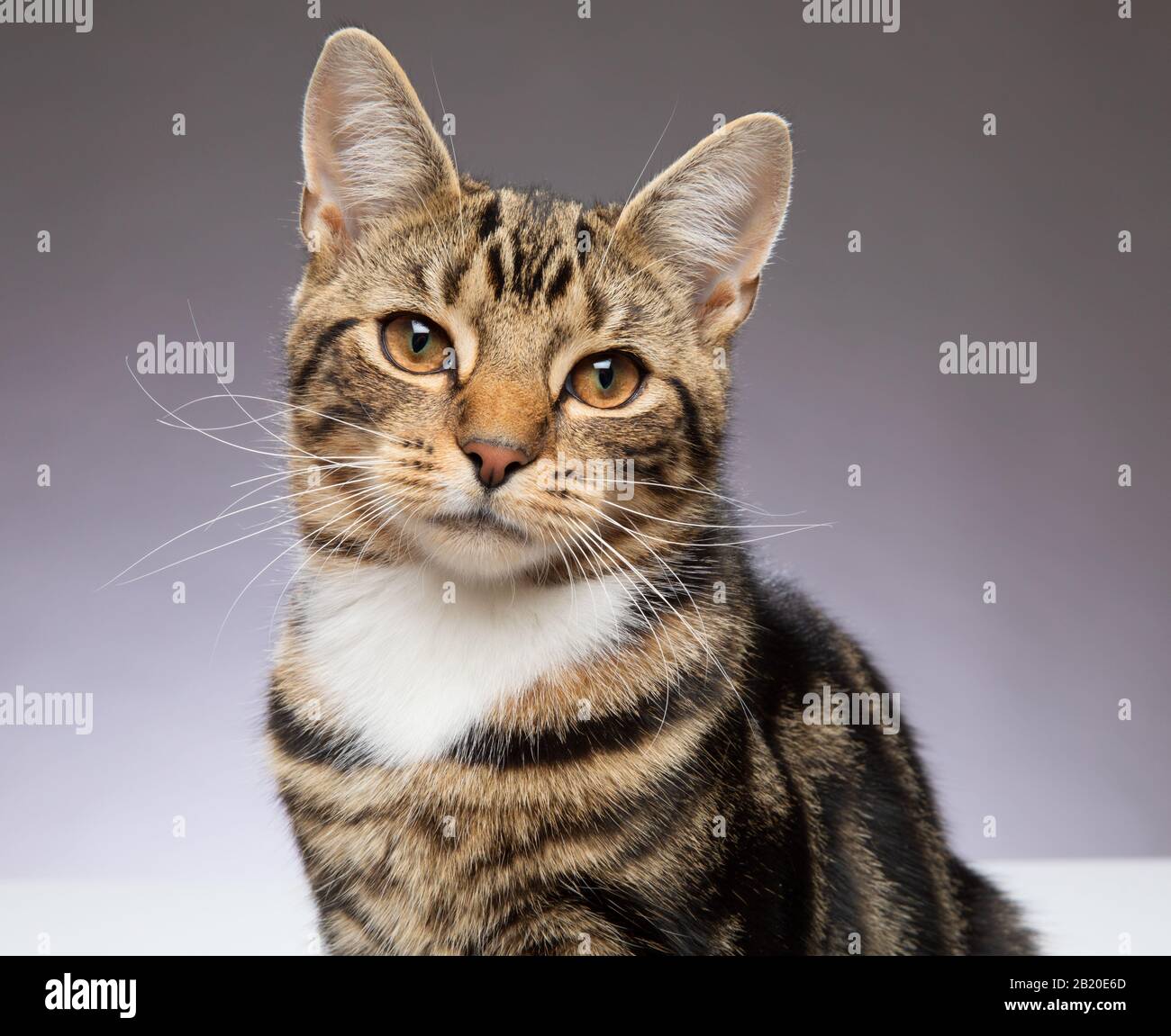Young 9 month old Tabby cat looking to camera against a grey background Stock Photo
