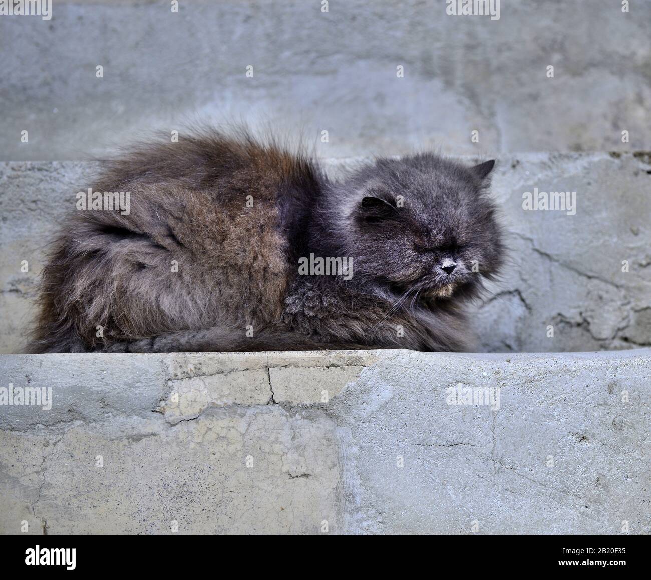 furry cat sleeping on a concrete stairs image Stock Photo - Alamy