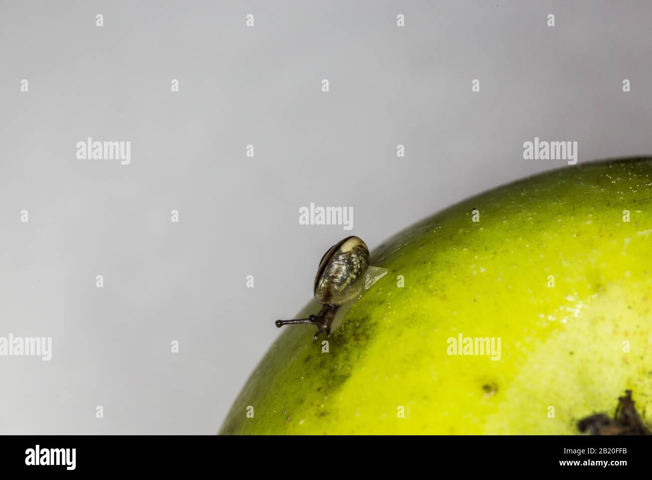 Snails casing hi-res stock photography and images - Alamy