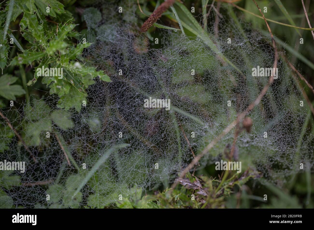 autumnal spider web full of raindrops Stock Photo