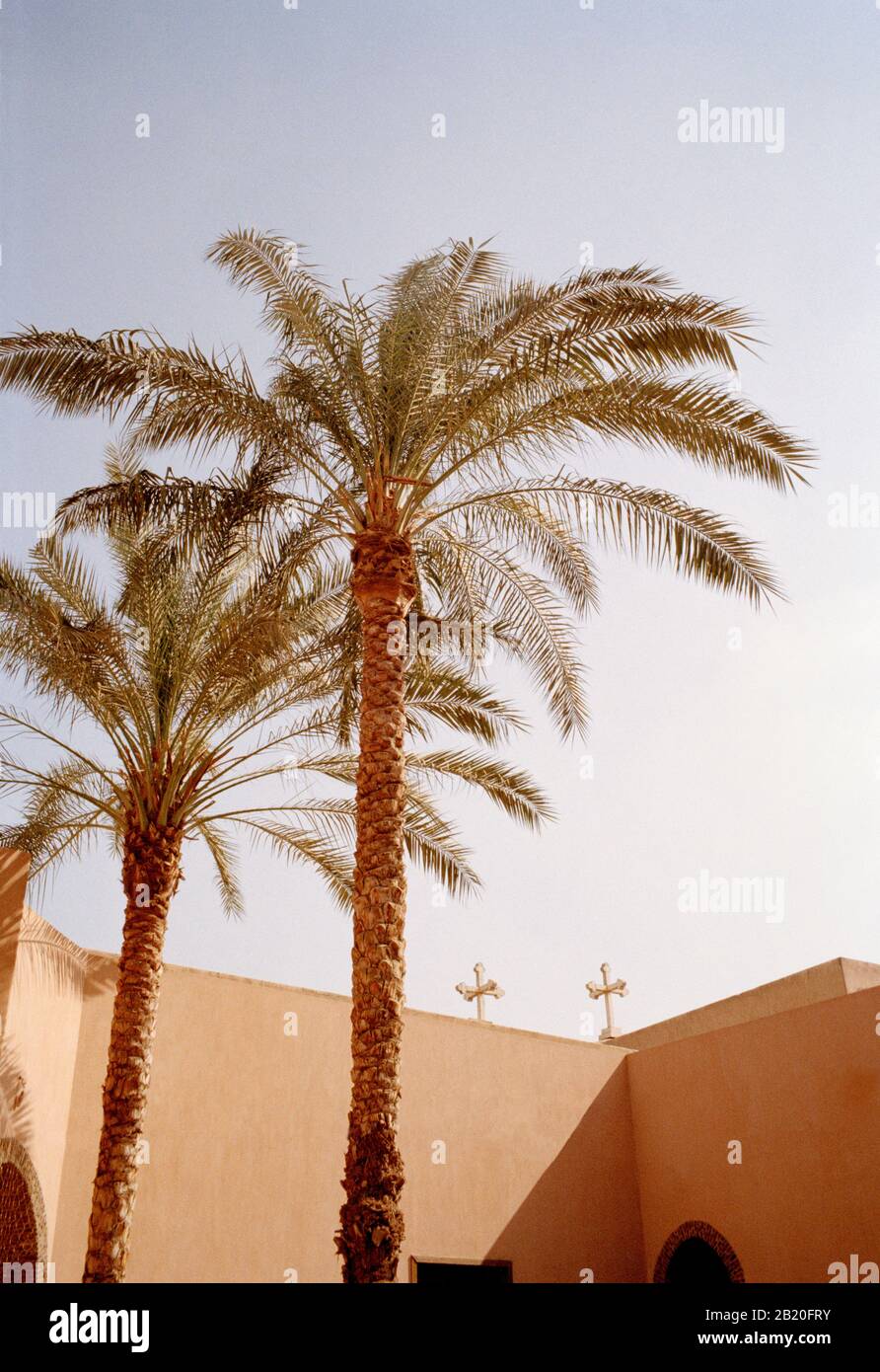 Palm trees in Coptic Cairo in the city of Cairo in Egypt in North Africa Stock Photo Alamy