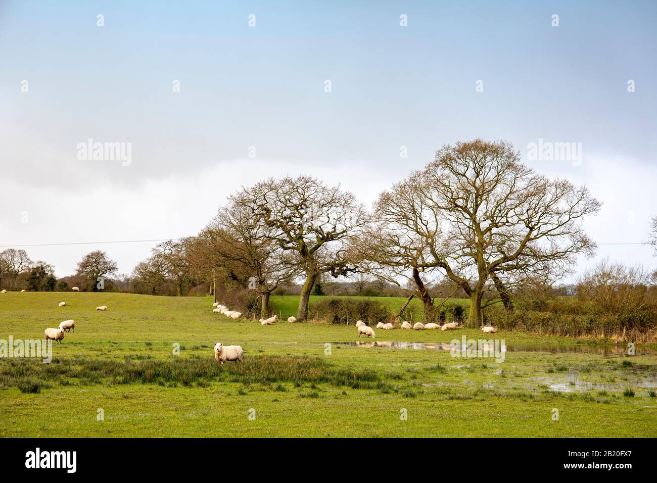 Flock of sheep sheltering under trees in wet field, Cheshire UK Stock Photo