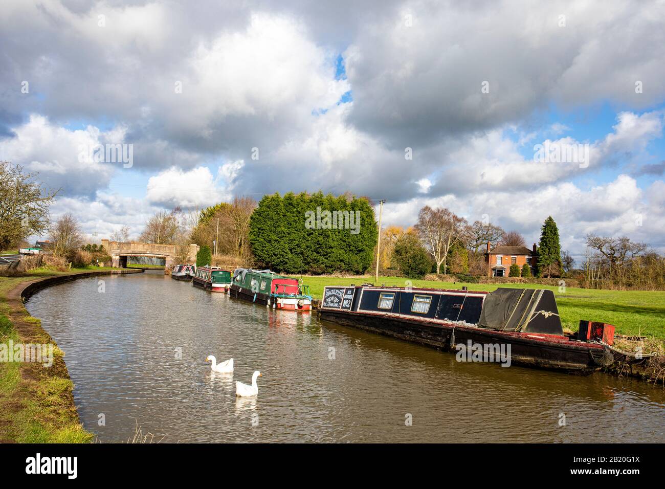 Geese swimming next to narrow boats moored on the Trent and Mersey Canal with bridge 161 in distance, Cheshire UK Stock Photo