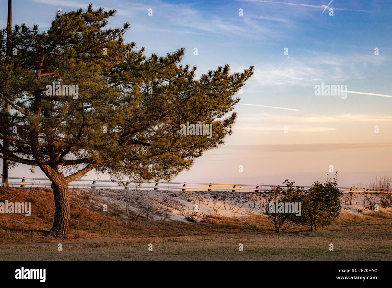 Sunset sky illuminated behind a large pine tree. Stock Photo