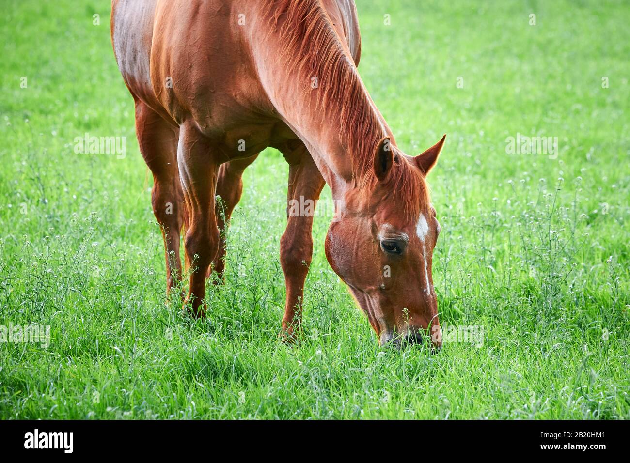 Beautiful Horse Eating Grass, closeup Stock Photo