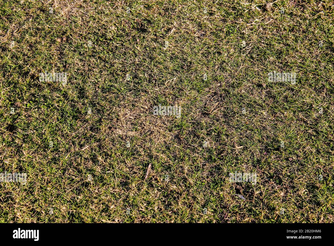 Picture of grass hi-res stock photography and images - Alamy