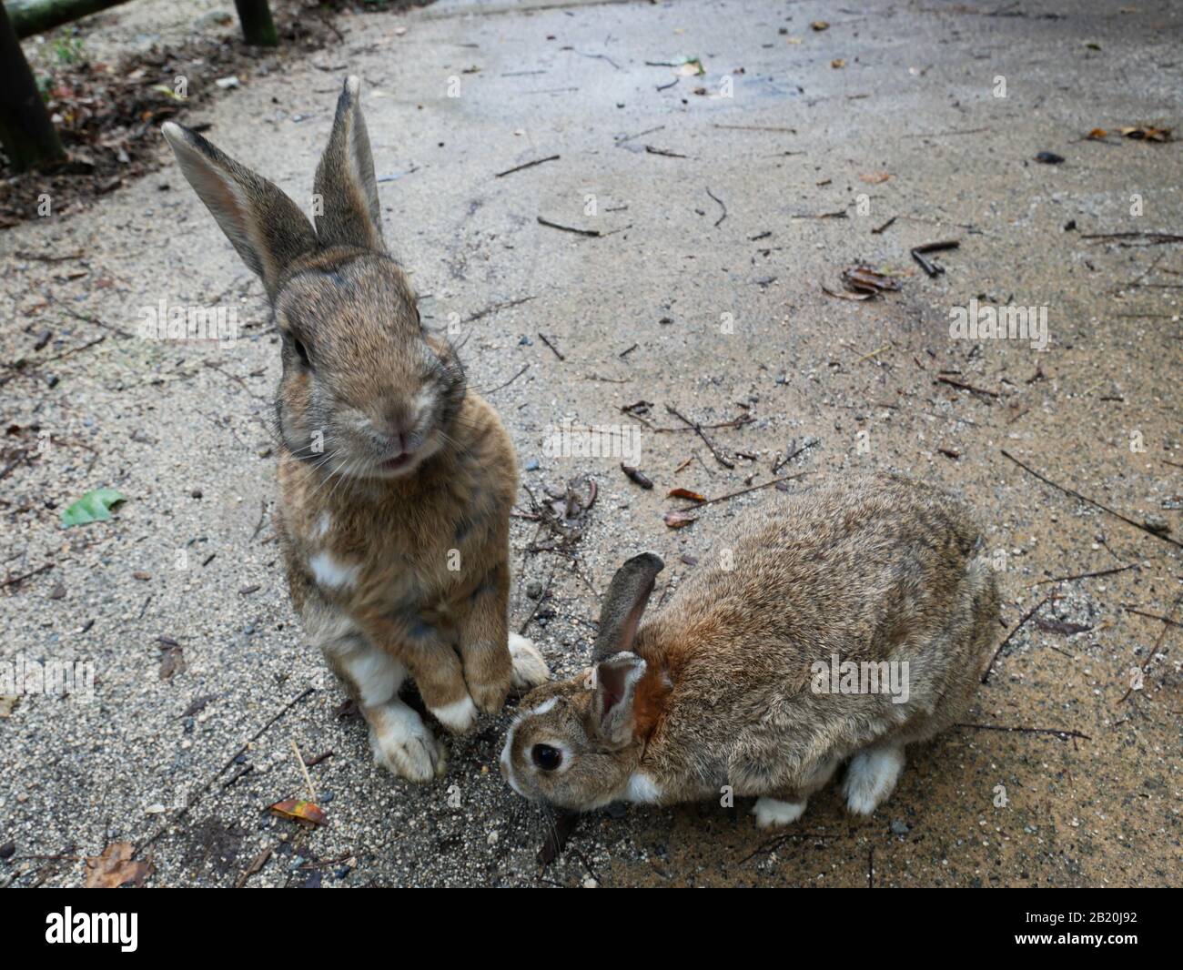 Two rabbits on Bunny Island in Japan Stock Photo Alamy