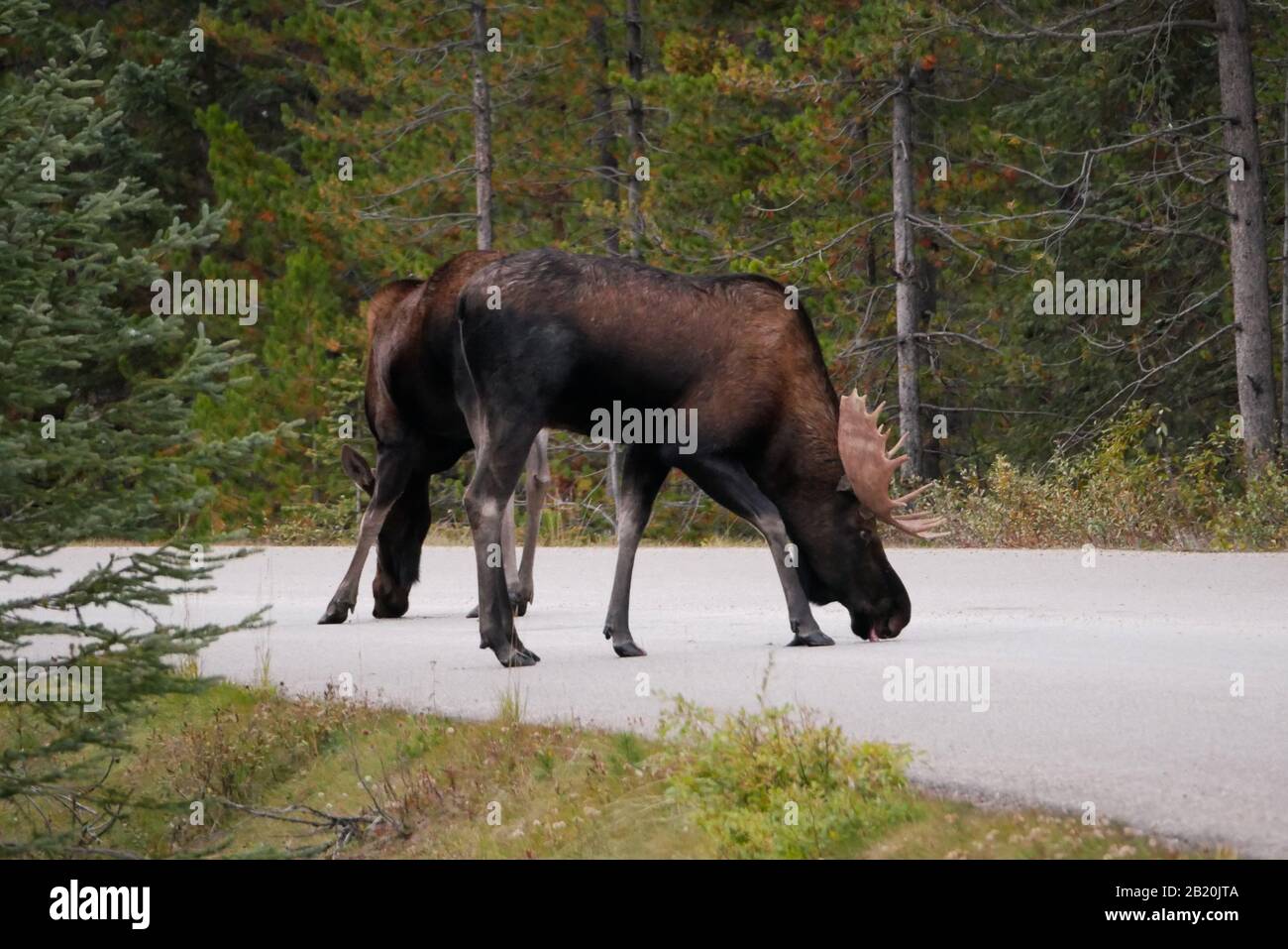 Male moose licking salt from the road Stock Photo Alamy