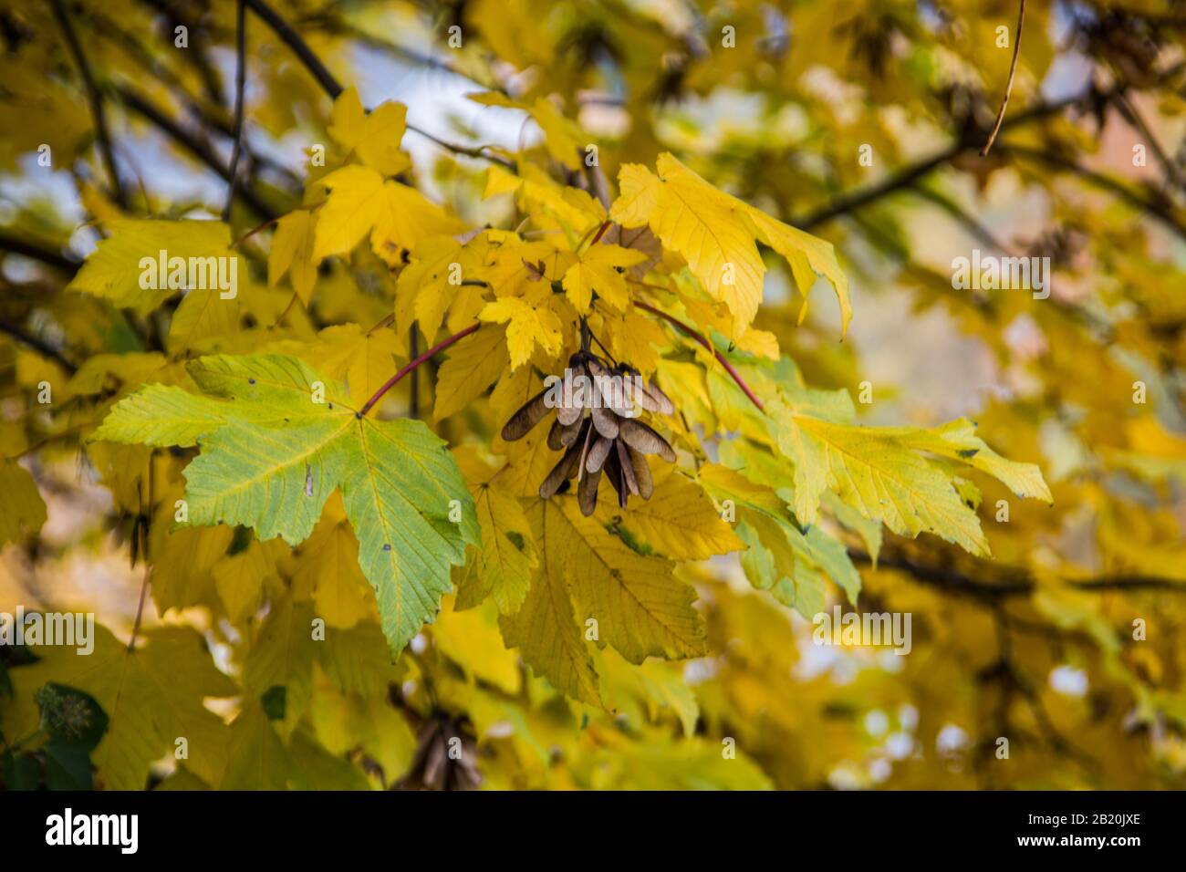 yellow autumn leaves of maple Stock Photo - Alamy