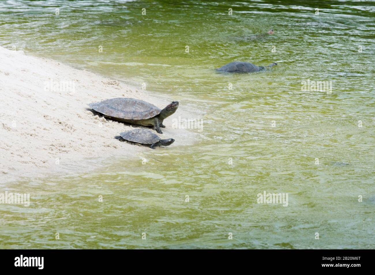 turtle, Tracajá, Pará, Brazil Stock Photo