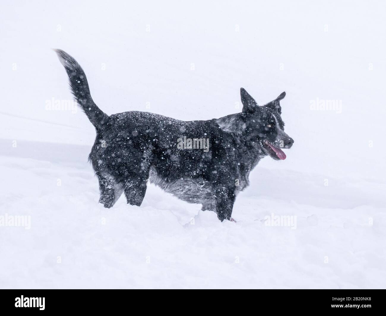 Australian Cattle Dog; Blue Heeler;  playing in fresh powder at Monarch Mountain ski & snowboard resort on the Continental Divide in Colorado, USA Stock Photo