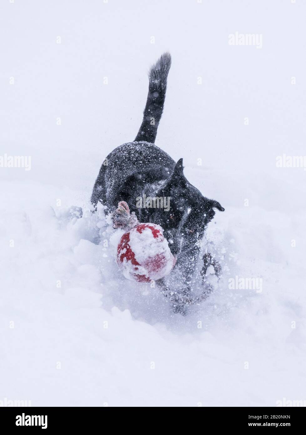 Australian Cattle Dog; Blue Heeler;  playing fetch in fresh powder at Monarch Mountain ski & snowboard resort on the Continental Divide in Colorado, U Stock Photo