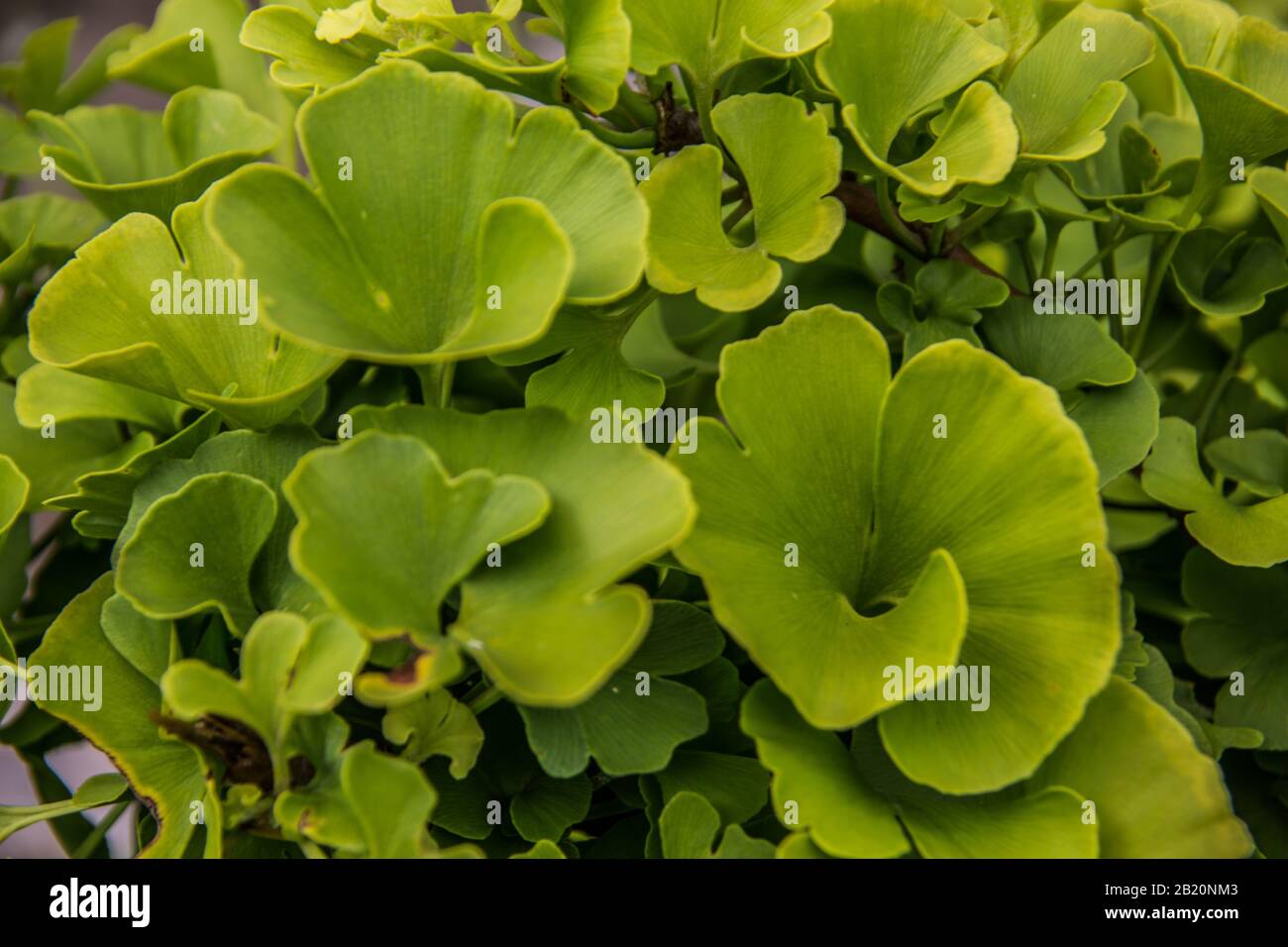 green ginko leaves from young plant Stock Photo