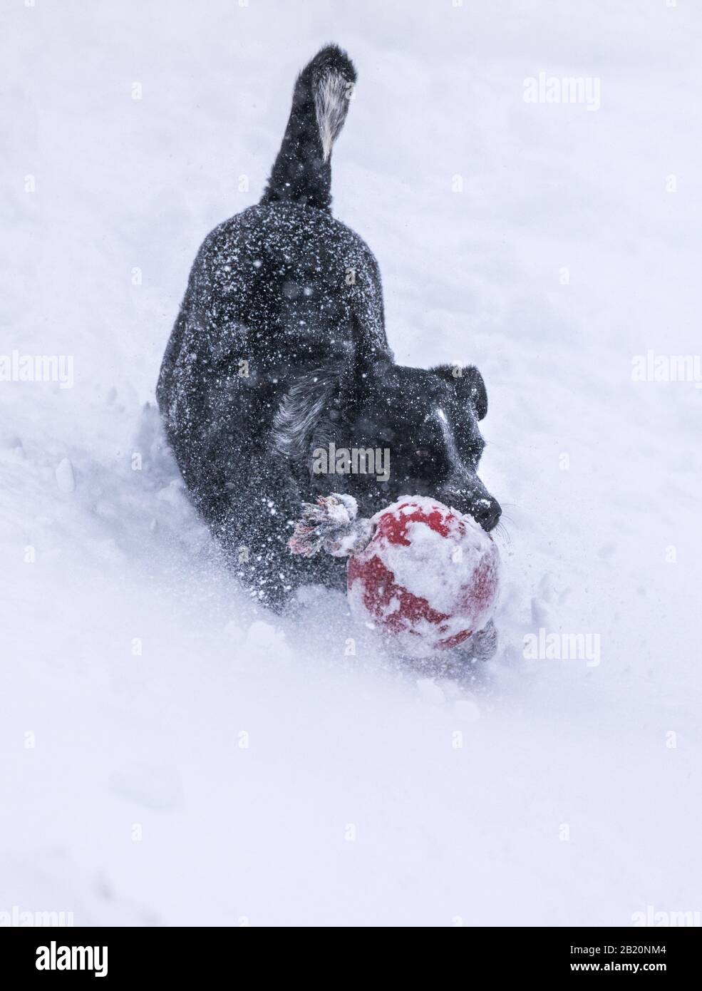 Australian Cattle Dog; Blue Heeler;  playing fetch in fresh powder at Monarch Mountain ski & snowboard resort on the Continental Divide in Colorado, U Stock Photo