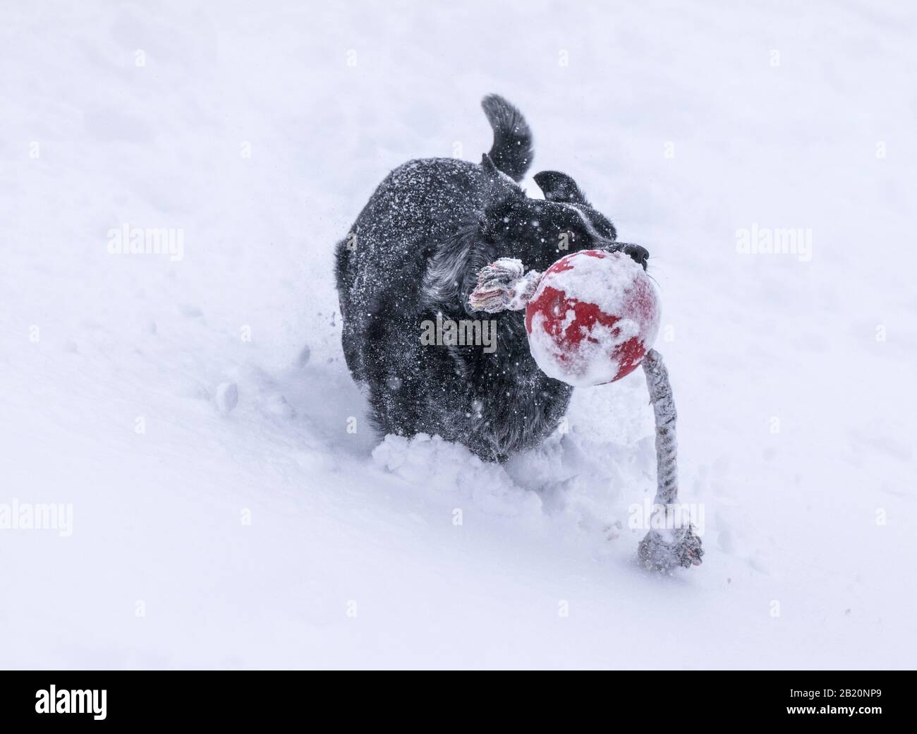 Australian Cattle Dog; Blue Heeler;  playing fetch in fresh powder at Monarch Mountain ski & snowboard resort on the Continental Divide in Colorado, U Stock Photo