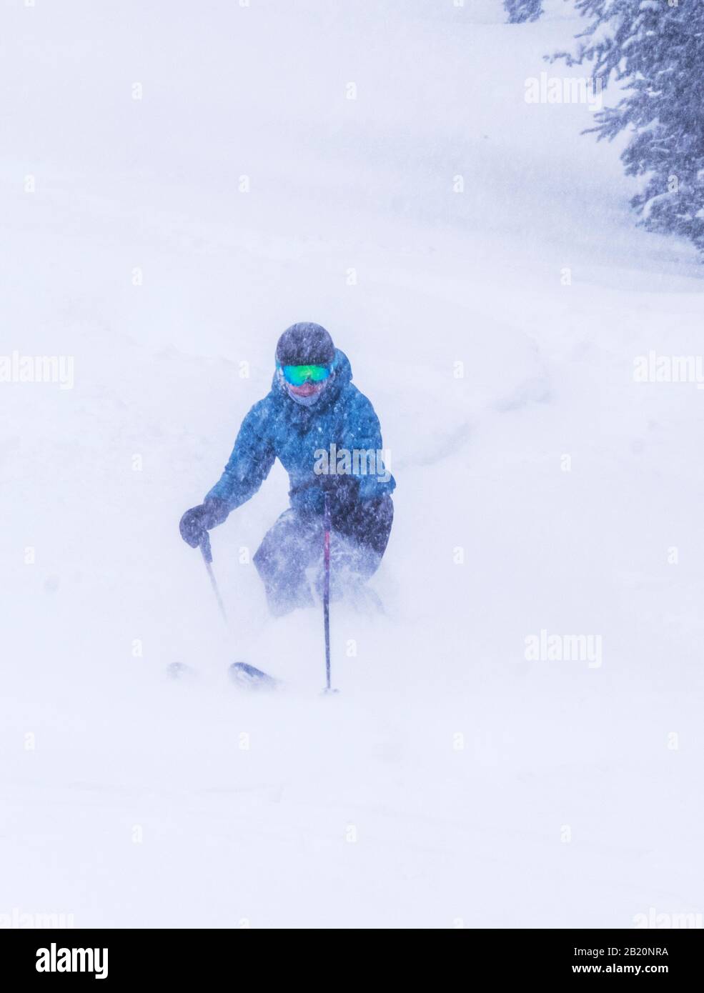 Female skier in fresh powder at Monarch Mountain ski & snowboard resort on the Continental Divide in Colorado, USA Stock Photo