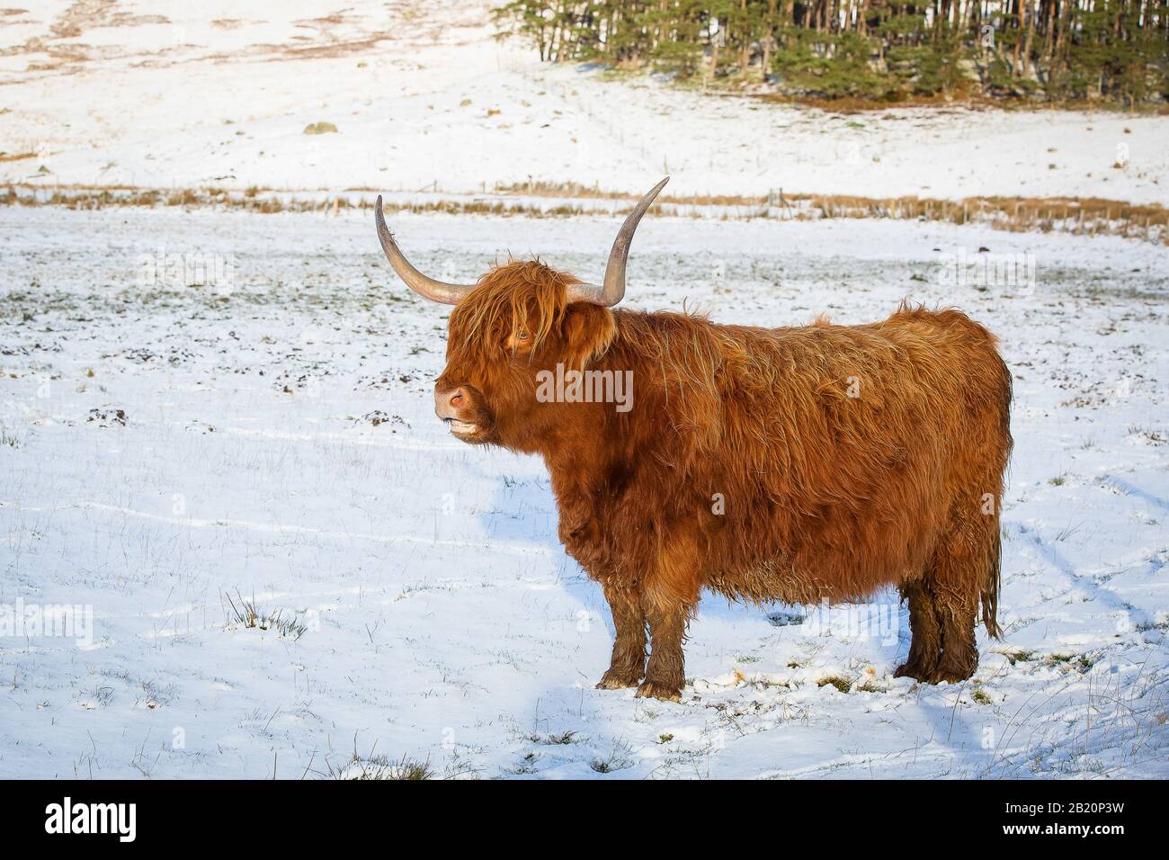 Scottish highland cow standing on snow covered farmland, full length