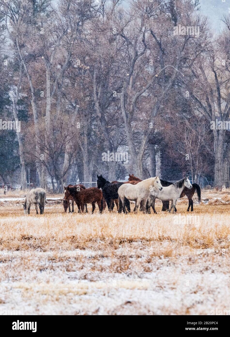 Horses in ranch pasture in winter snow storm; near Salida; Colorado; USA Stock Photo