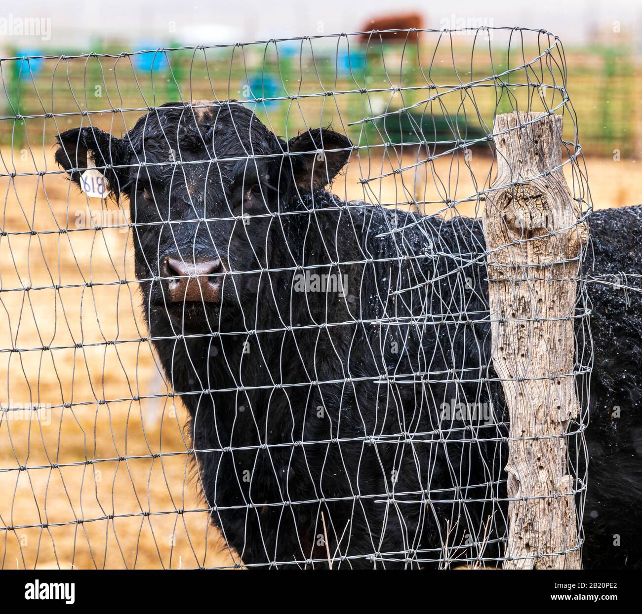 Black Angus cow seen through wire mesh fence; ranch near Salida; Colorado; USA Stock Photo