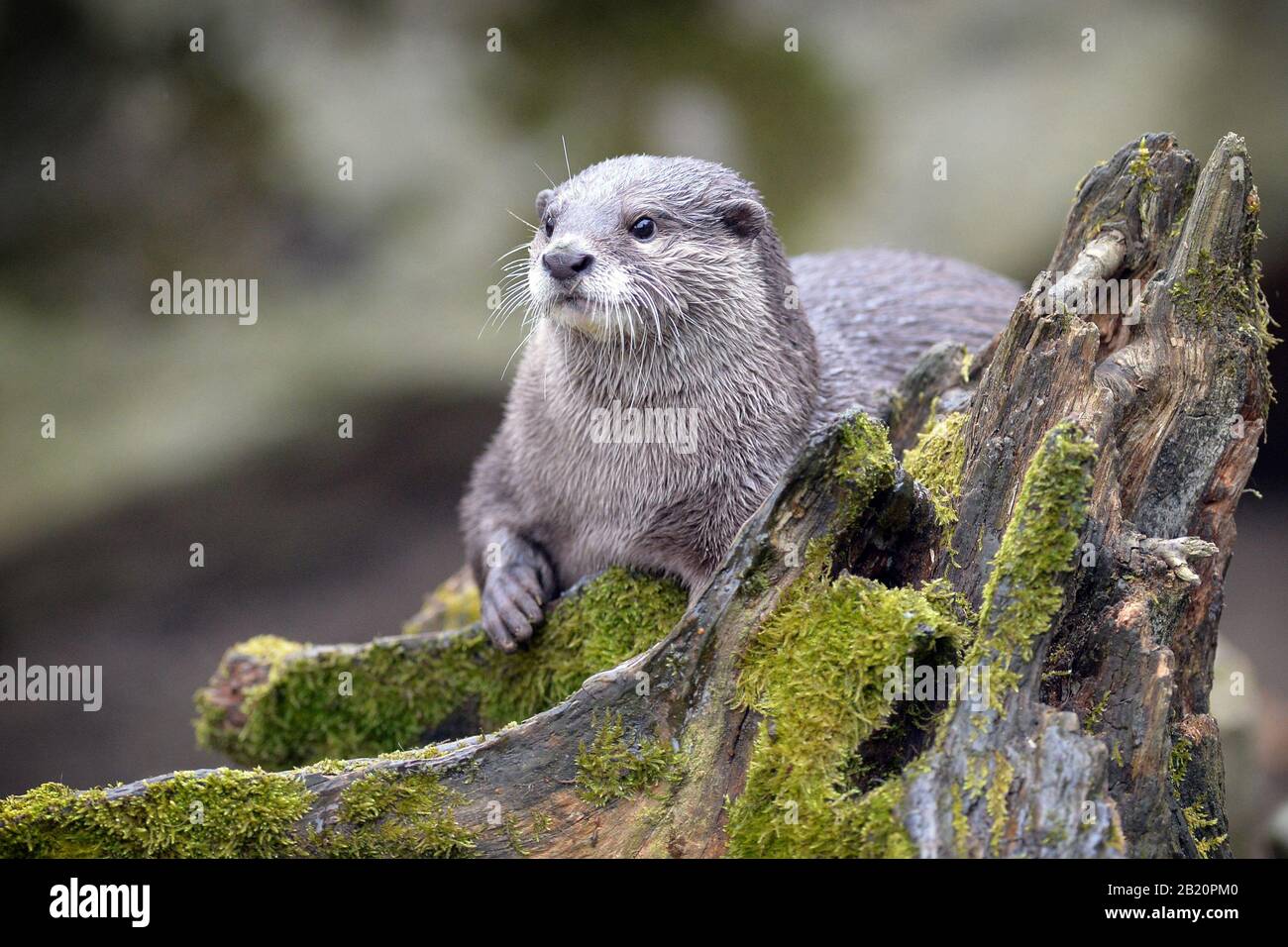 Blunt claws hi-res stock photography and images - Alamy