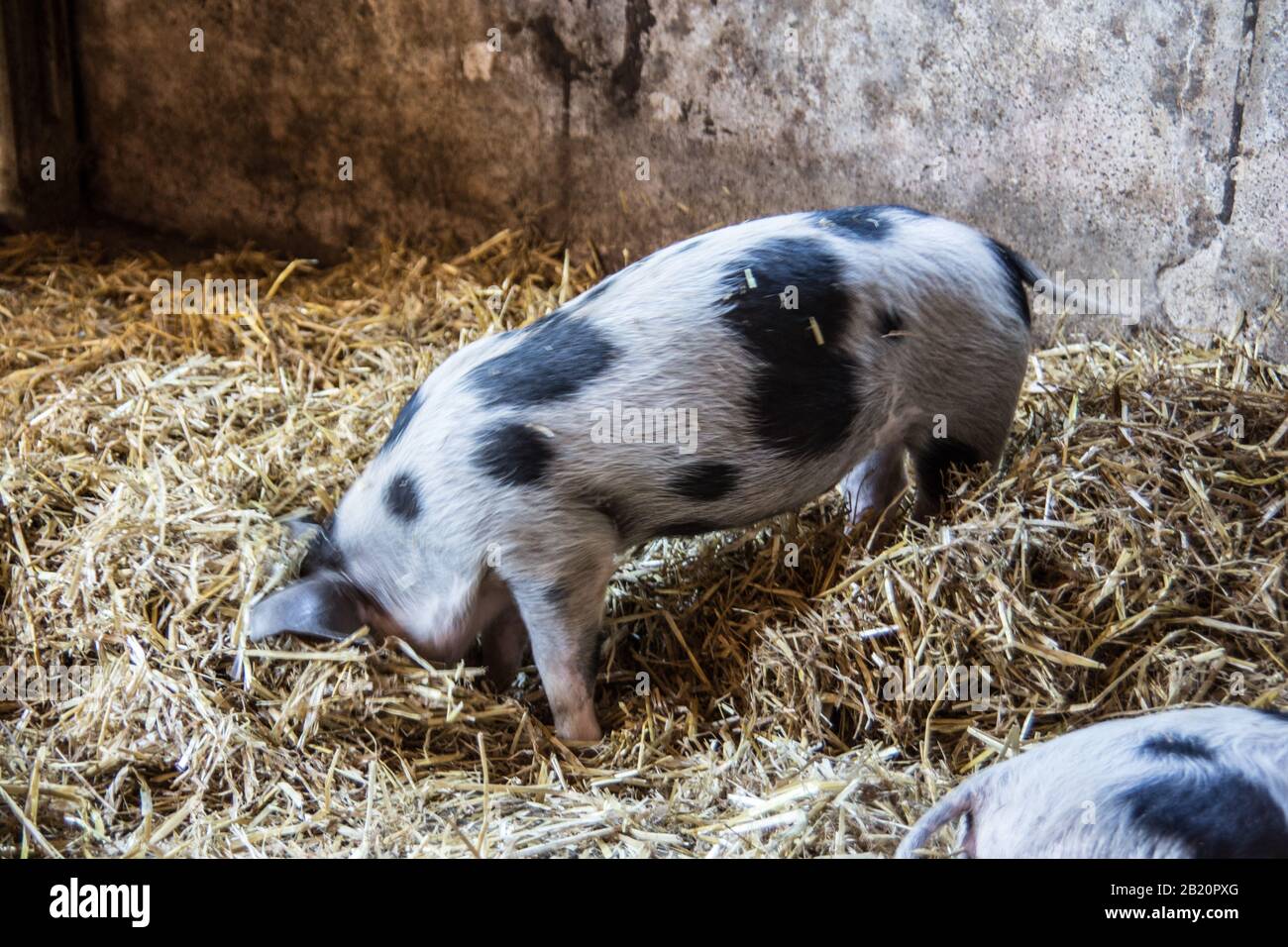 black and white spotted pigs in the stable Stock Photo Alamy