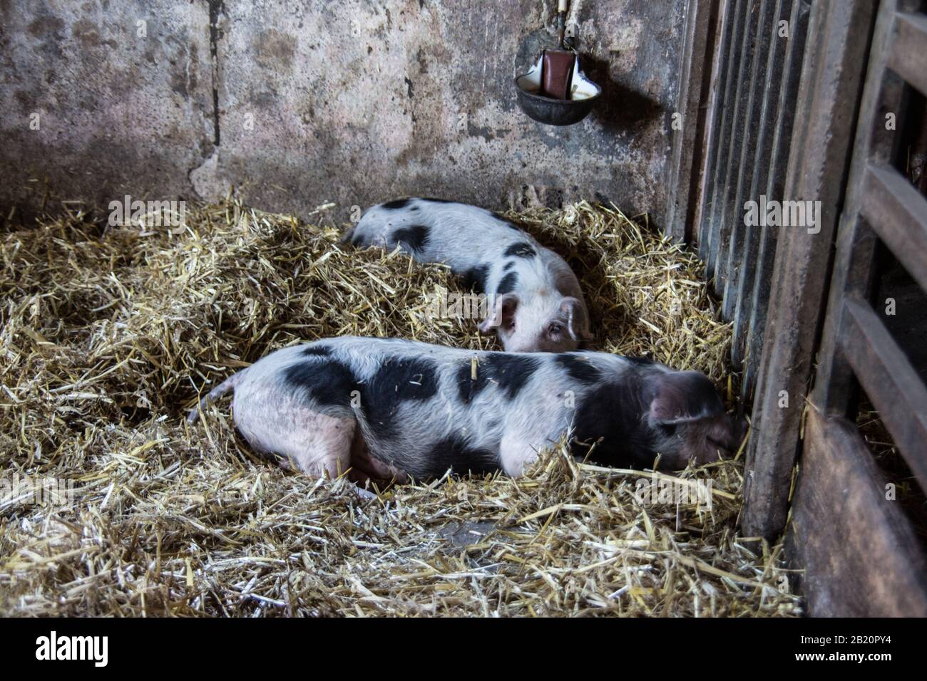 stable litter high resolution stock photography and images alamy