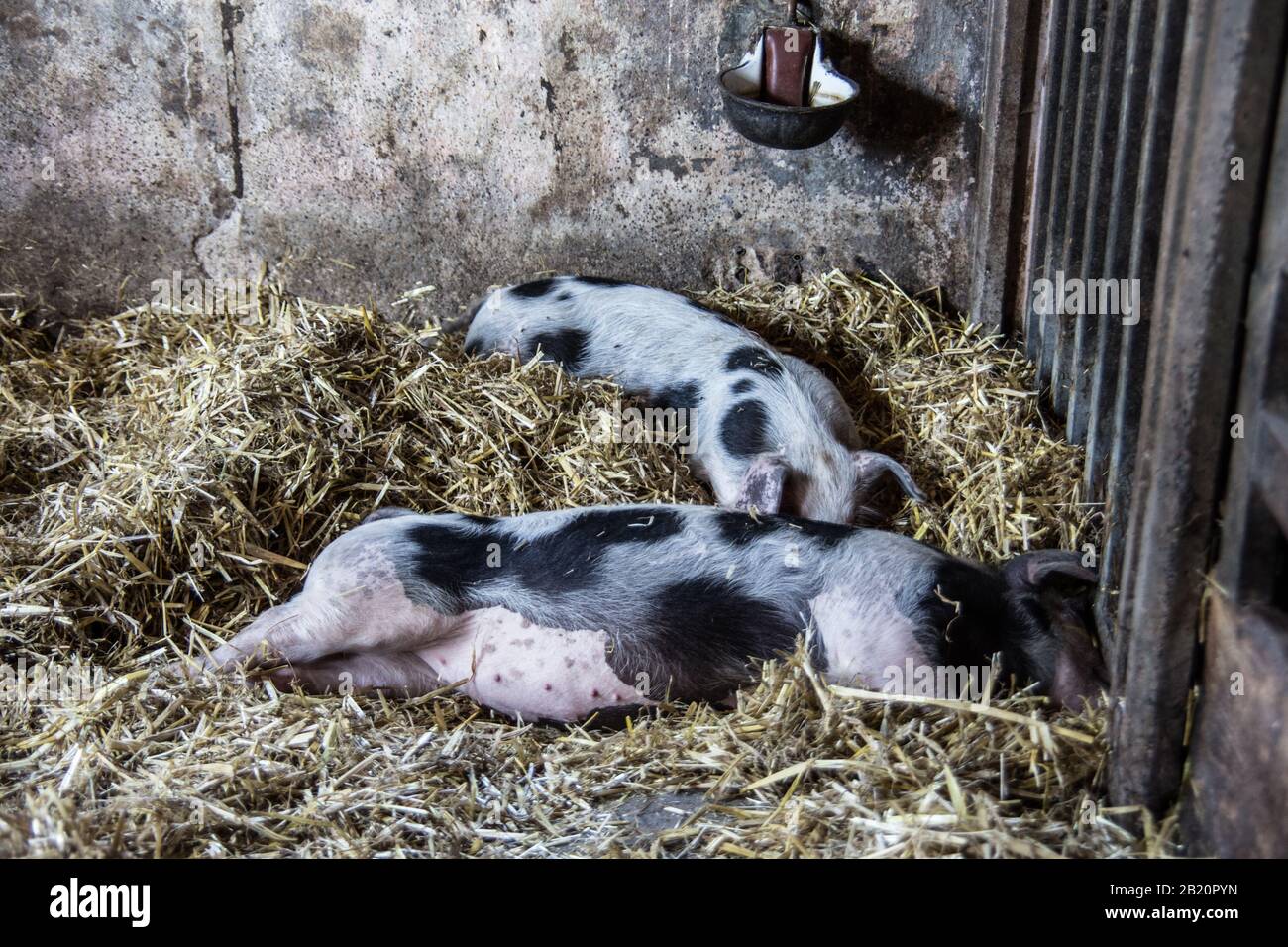 stable litter high resolution stock photography and images alamy