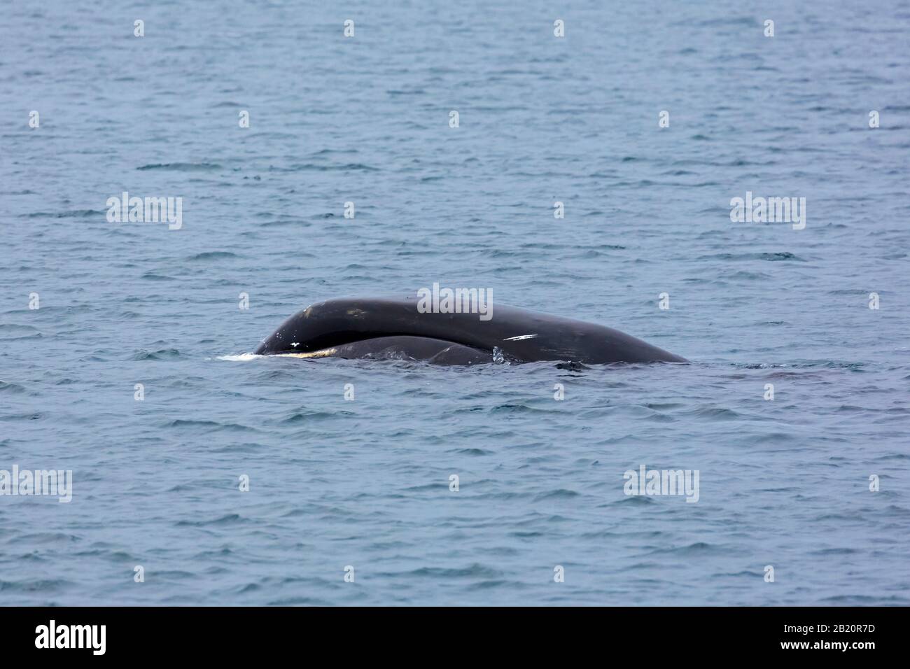 Bowhead whale / Greenland right whale / Arctic whale (Balaena mysticetus) with scars on head surfacing the Arctic Ocean, Svalbard / Spitsbergen, Norwa Stock Photo