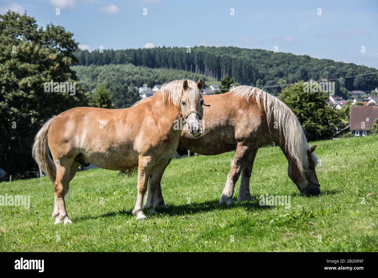 brown horses in the green pasture Stock Photo - Alamy