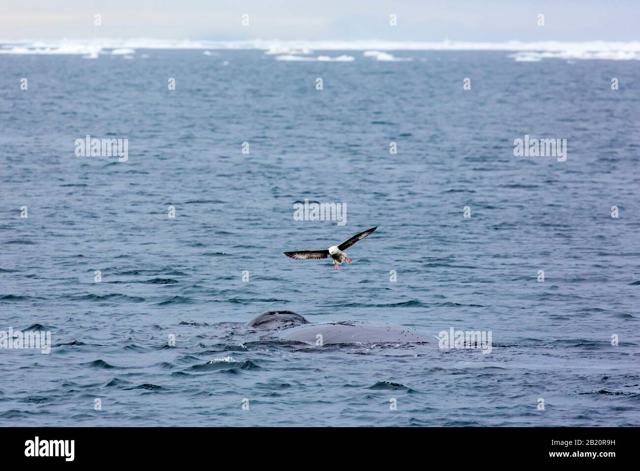 Northern fulmar (Fulmarus glacialis) hovering above bowhead whale (Balaena mysticetus) surfacing the Arctic Ocean, Svalbard / Spitsbergen, Norway Stock Photo