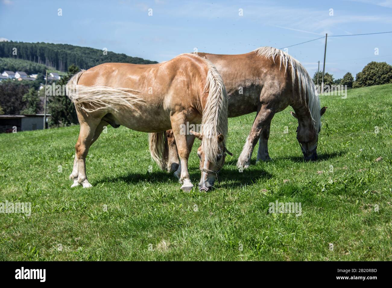 brown horses in the green pasture Stock Photo - Alamy