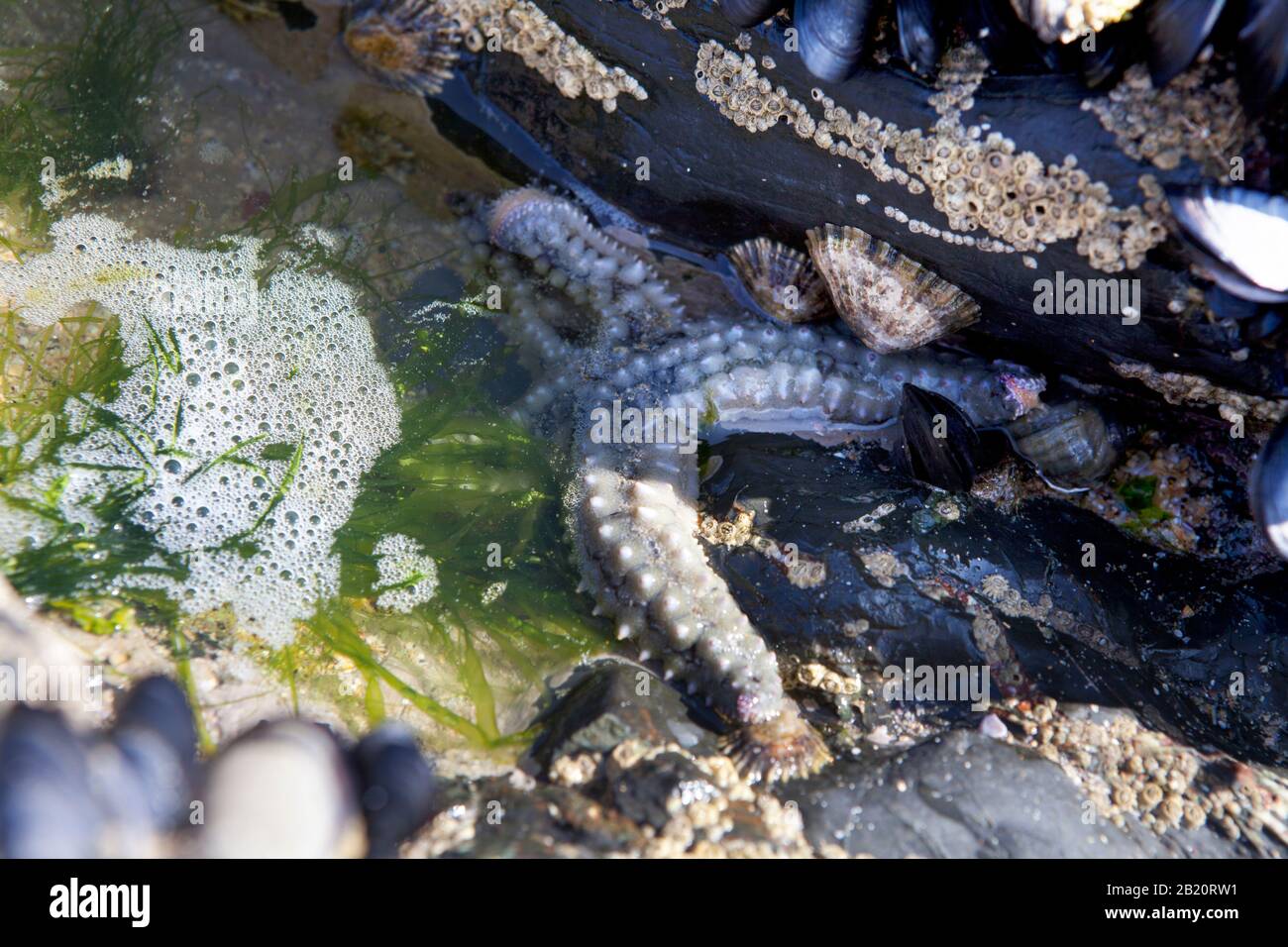 Low tide exposes a rockpool containing a starfish (sea star) at Harlyn Bay beach in North Cornwall, UK. Stock Photo