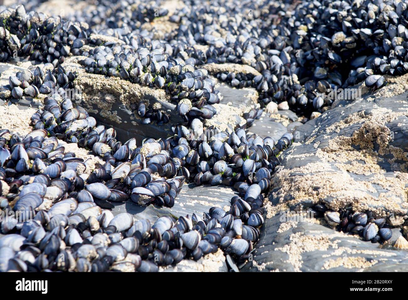 A large rock exposed at low tide, covered in mussels. Harlyn Bay, North Cornwall, UK. Stock Photo