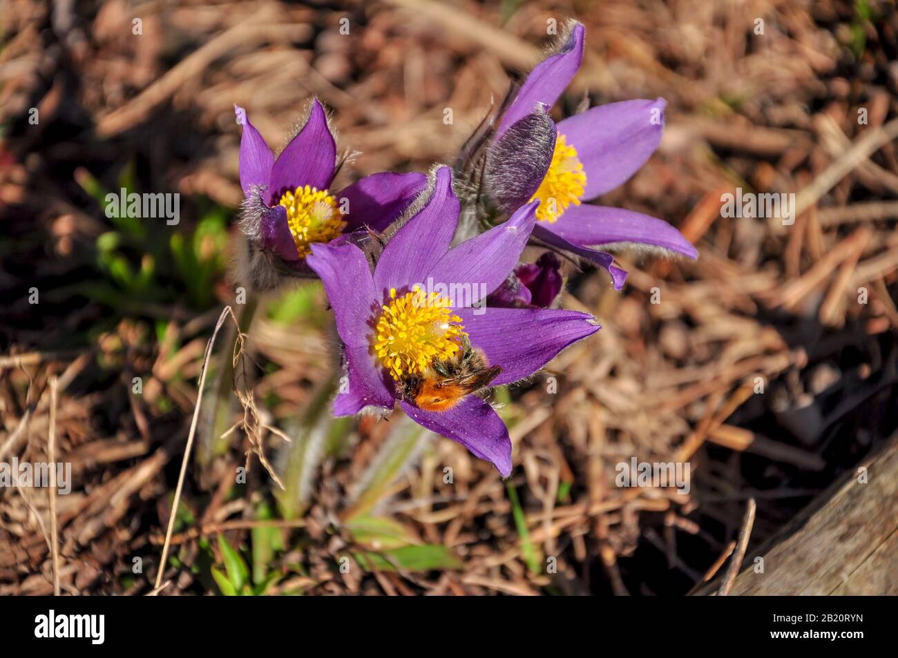 Close-up of the first spring flowers-purple Crocuses snowdrops and a bee on a forest background in the sunlight at sunset or dawn Stock Photo