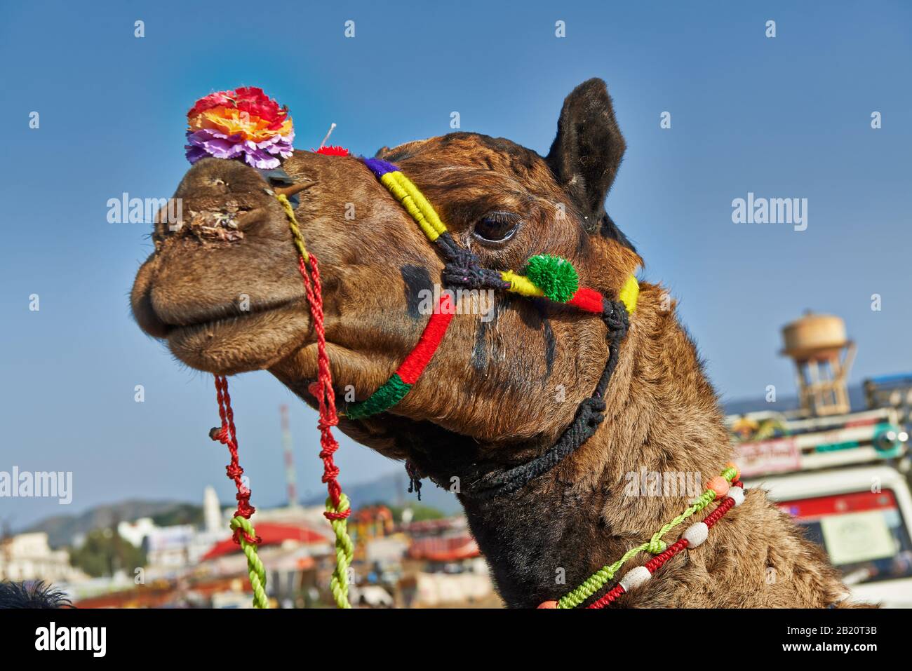 colorful decorated camel on camel and livestock fair, Puskar Mela, Pushkar, Rajasthan, India Stock Photo