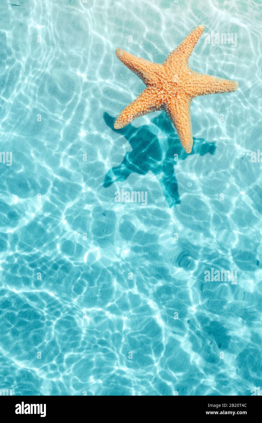 Starfish water hi-res stock photography and images - Alamy