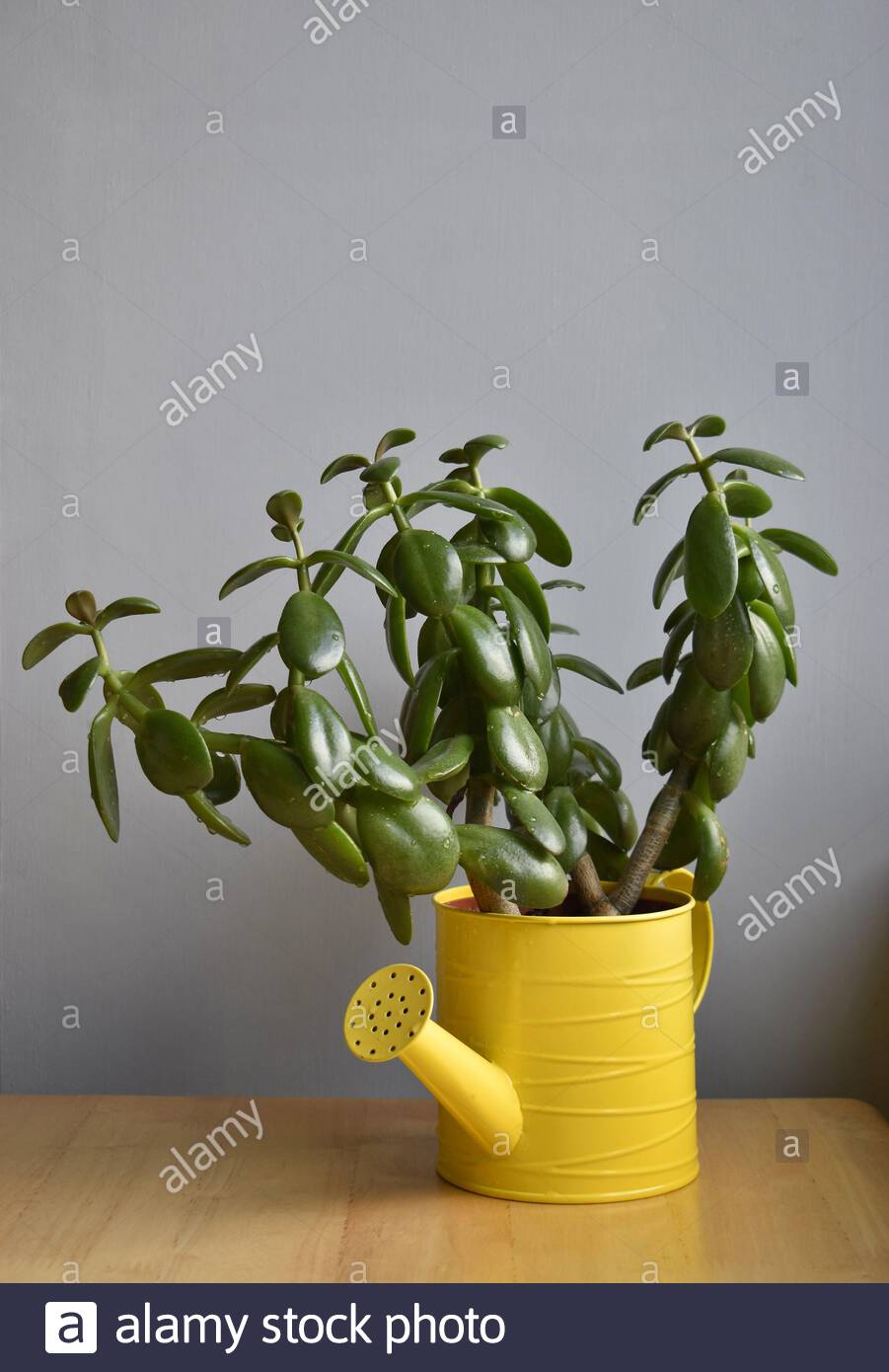 Jade Plant Crassula Ovata High Resolution Stock Photography and Images