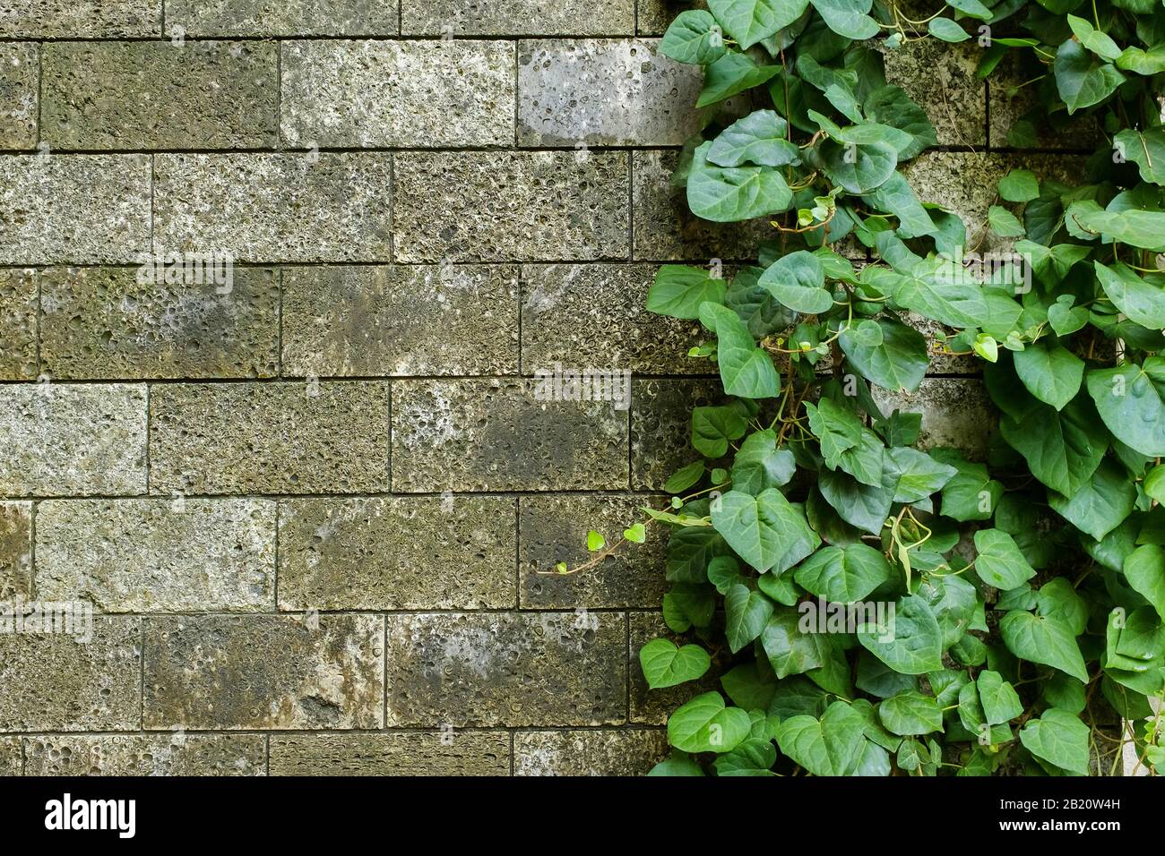 Damaged rustic wall half covered by Common Ivy. Also known as Hedera