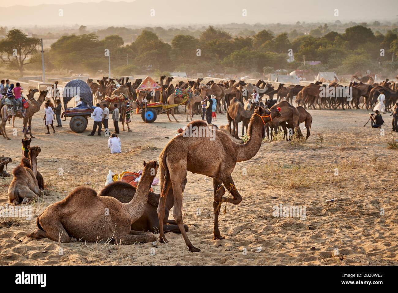 camel and livestock fair, Puskar Mela, Pushkar, Rajasthan, India Stock
