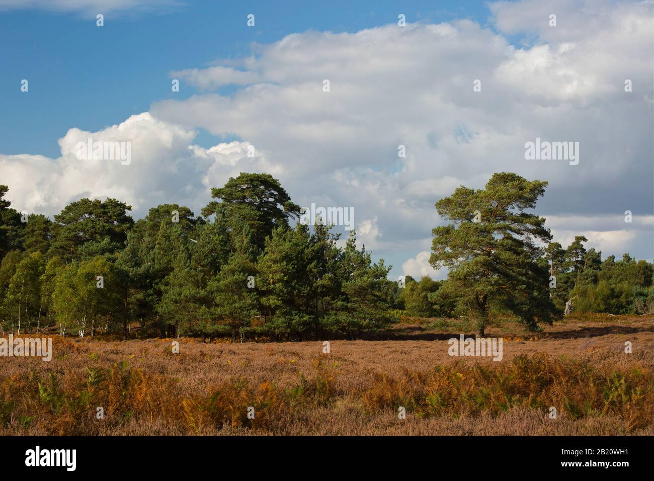Coastal forest and heathland in Suffolk, England with heather and scots pine trees Stock Photo