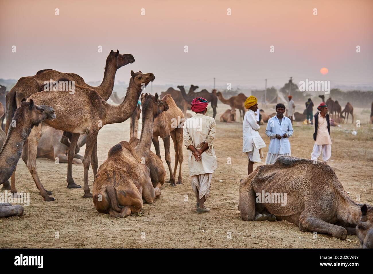 camel and livestock fair, Puskar Mela, Pushkar, Rajasthan, India| Stock  Photo - Alamy