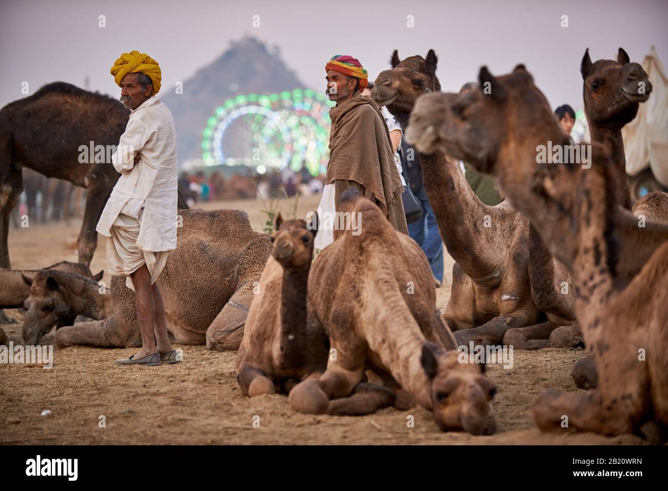 camels in front of the ferris wheels of the fairground at the camel and livestock fair Pushkar Mela, Pushkar, Rajasthan, India Stock Photo