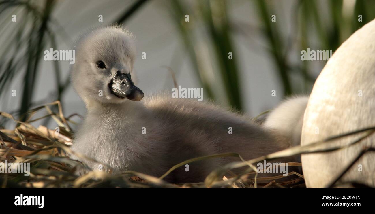 Mute Swan Cygnet Laying Down On A Nest Of Reeds With An Unhatched Egg In The Spring. Taken at Stanpit Marsh UK. Shows contentment, relaxed, cute. Stock Photo
