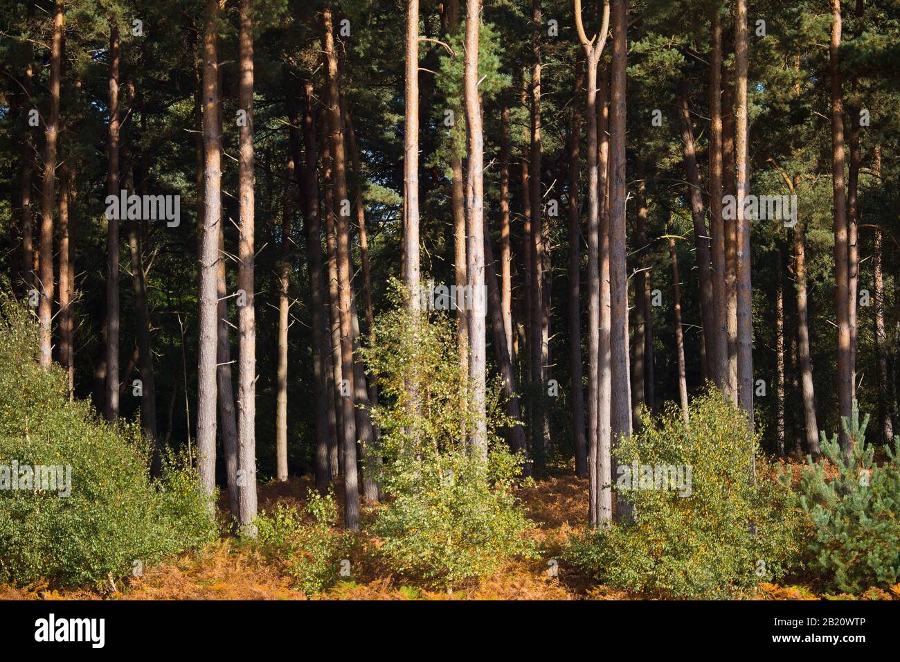Dense pine forest with young birch trees in the foreground Stock Photo