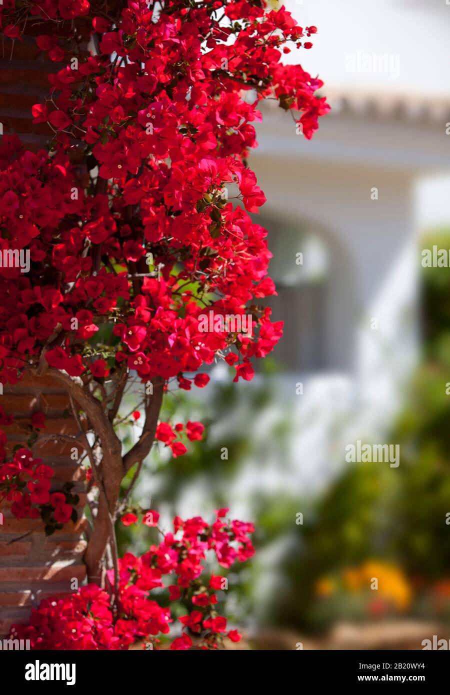 A beautiful bougainvillea plant in southern spain Stock Photo