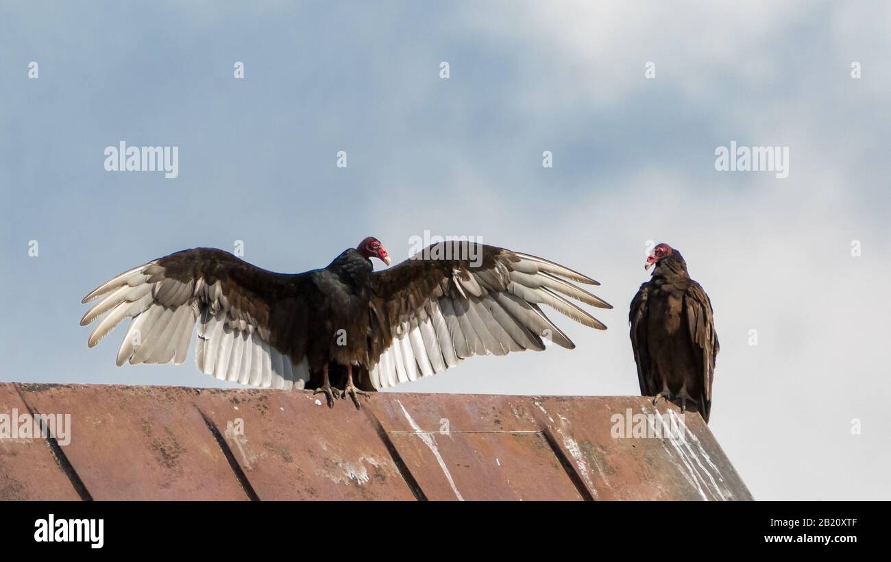 Two Turkey Vulture birds in relation with each other on a barn roof