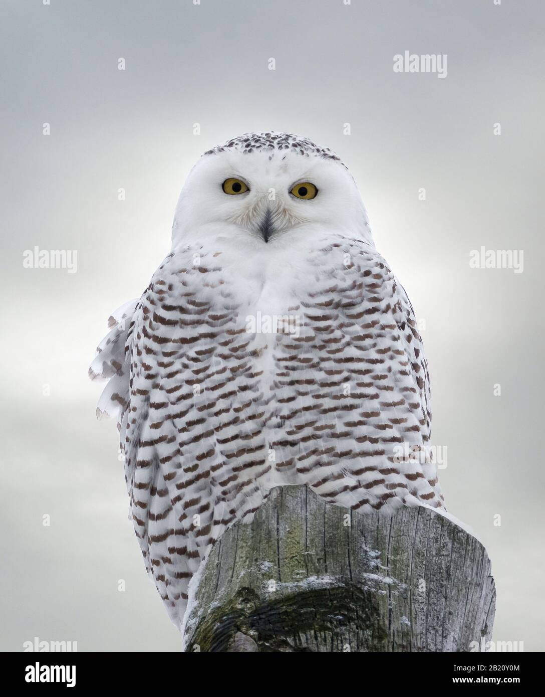 Close up of Snowy Owl perched on wooden post Stock Photo