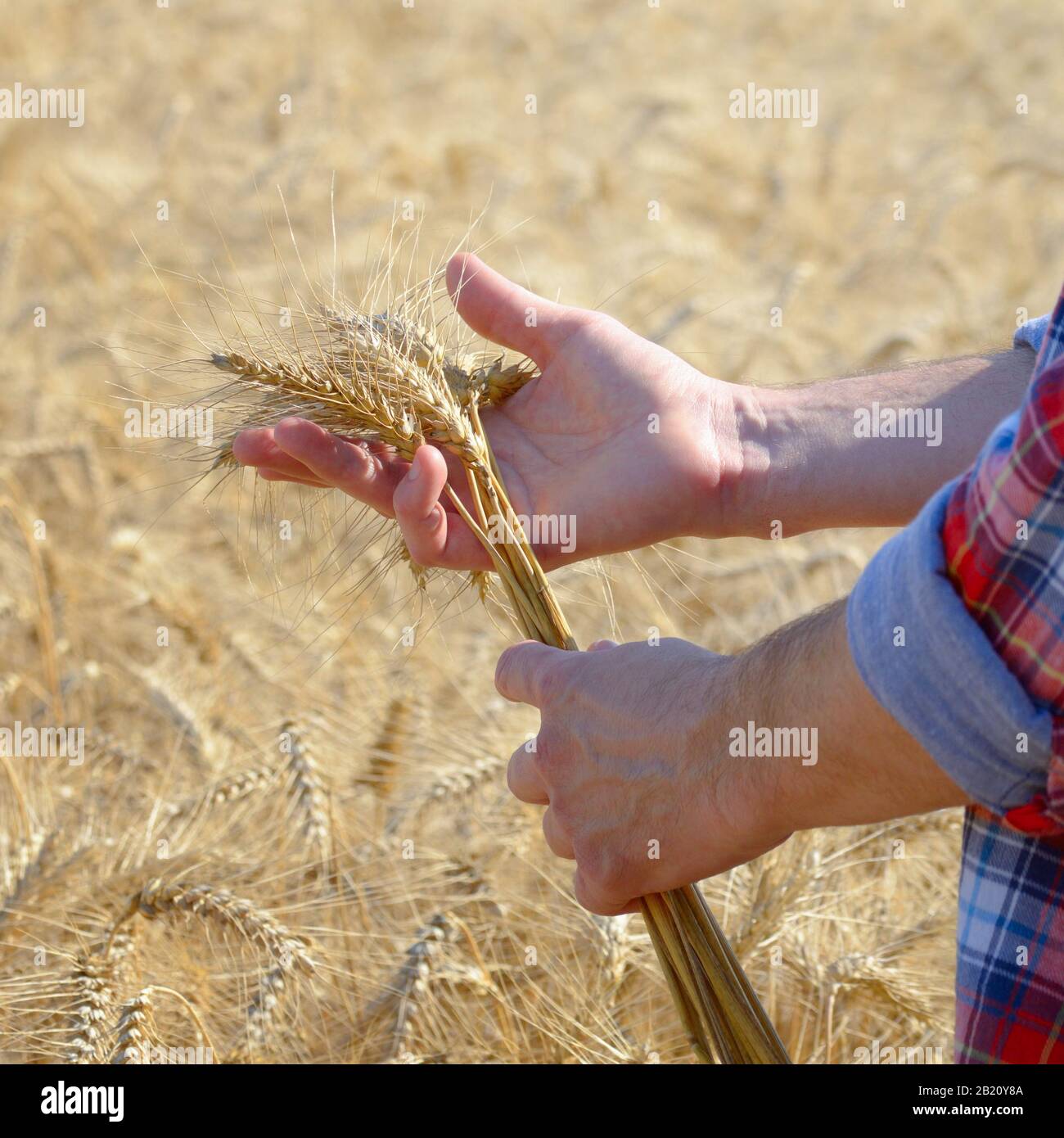 List 94+ Pictures How Is Wheat Harvested By Hand Stunning